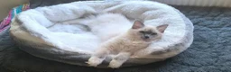 Ragdoll cats for sale: Beautiful ragdolls READY TO LEAVE FOR NEW HOME  - Advert 4