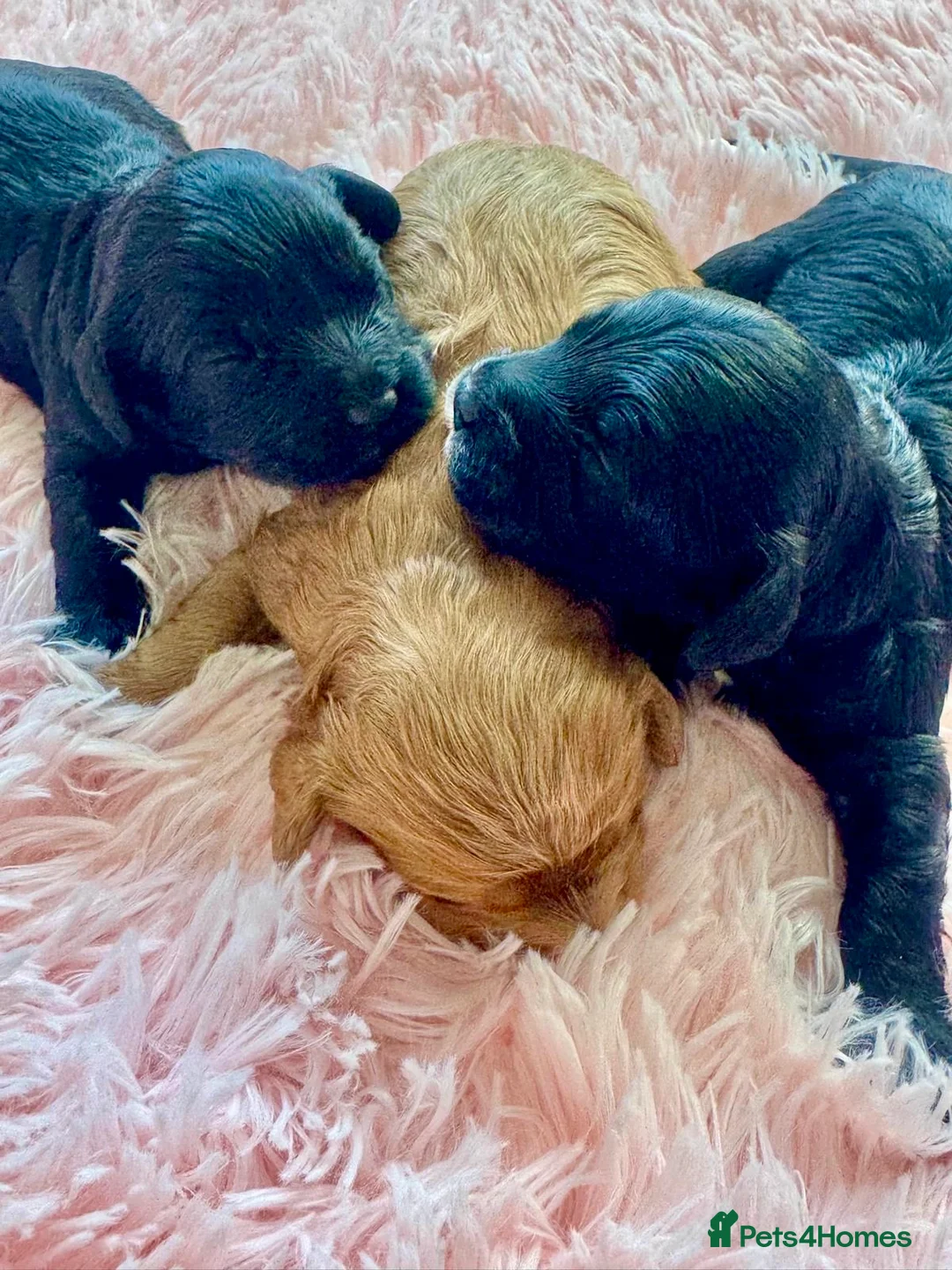 Cavapoo dogs for sale: F1 cavapoo babies  - Advert 2
