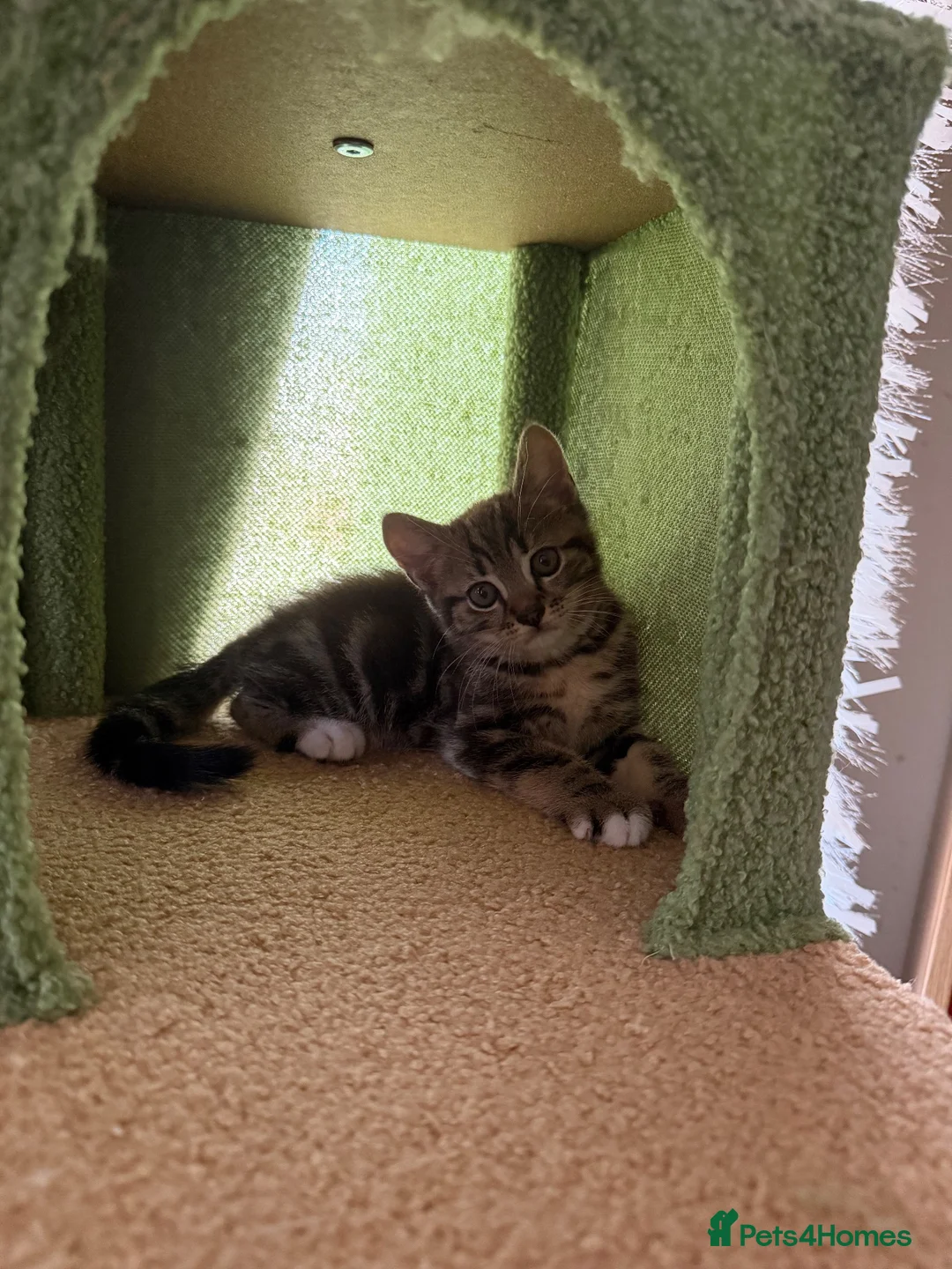 Scottish Fold cats for sale: Scottish Fold Kittens Available - Advert 2