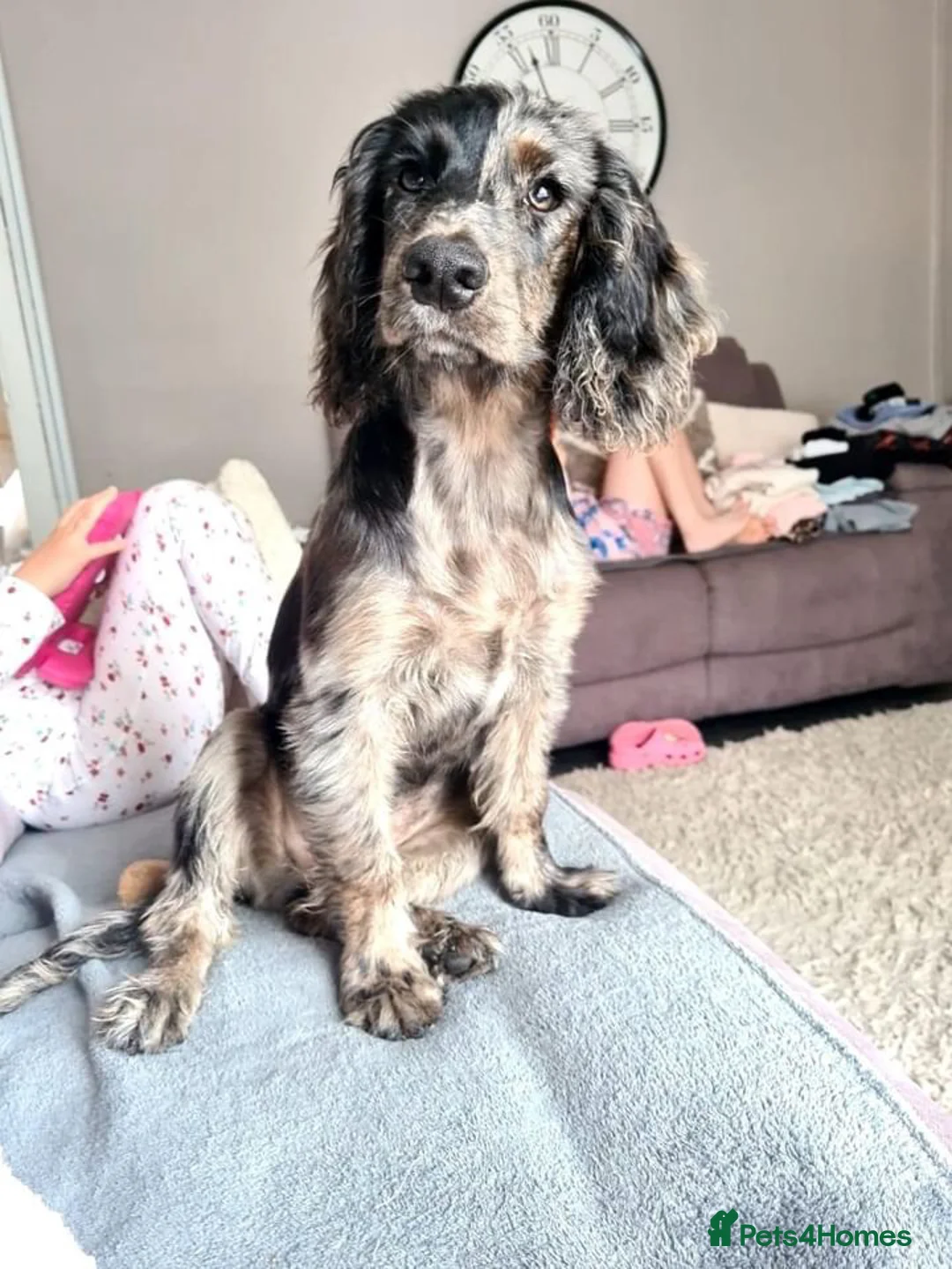 Cocker Spaniel dogs for stud: Merle Cocker Spaniel at stud - DNA tested🧬 in Dudley - Advert 15