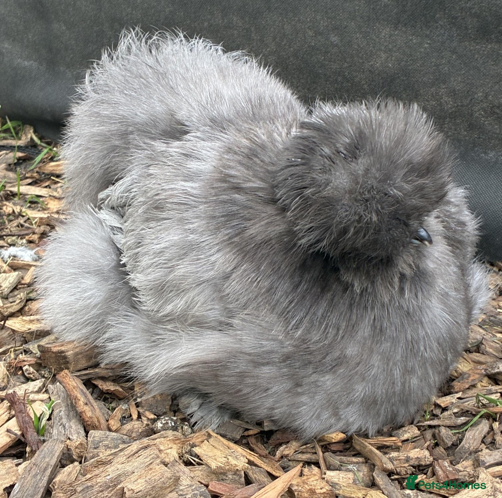 Chickens poultry Blue Bearded Large Fowl Silkie Hatching Eggs - Advert 5