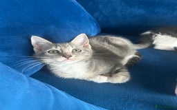 Mixed Breed cats for sale: Cute babies for sale! - Image 2