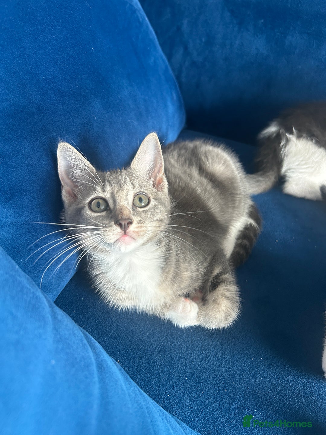 Mixed Breed cats for sale: Cute babies for sale! - Image 2