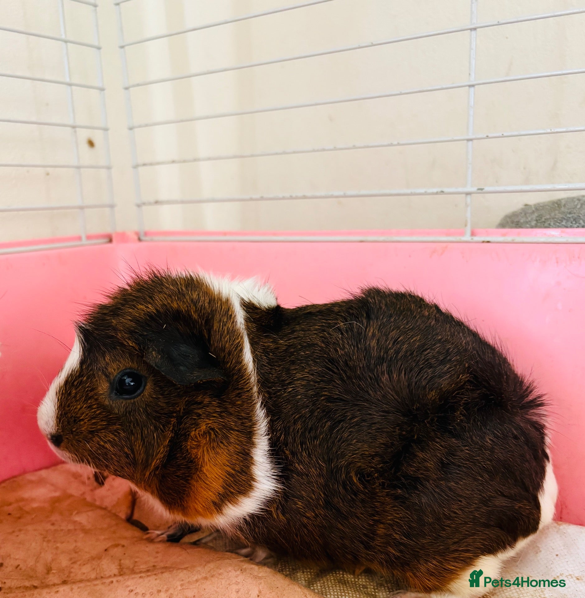 Guinea Pig rodents Free Female guinea pigs  - Advert 2