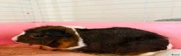 Guinea Pig rodents for sale: Free Female guinea pigs  - Advert 2