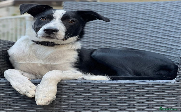 Border Collie dogs - Advert 10