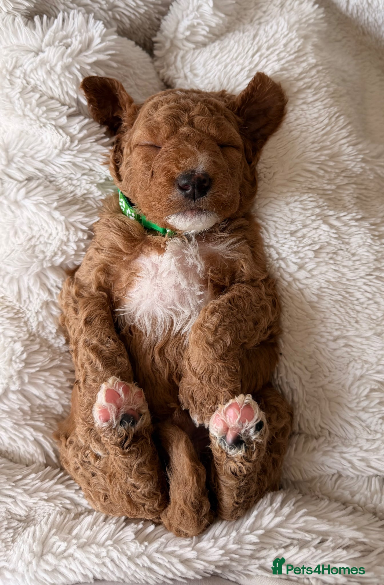 Mini Goldendoodle dogs EXCEPTIONAL AUSTRALIAN DOODLES 🐾 HEALTH TESTED🐾  - Advert 4