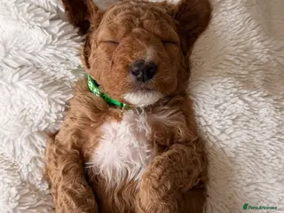 Mini Goldendoodle dogs EXCEPTIONAL AUSTRALIAN DOODLES 🐾 HEALTH TESTED🐾 - Advert 4