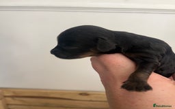 Cockapoo dogs for sale: Cockapoo Puppies - Image 3