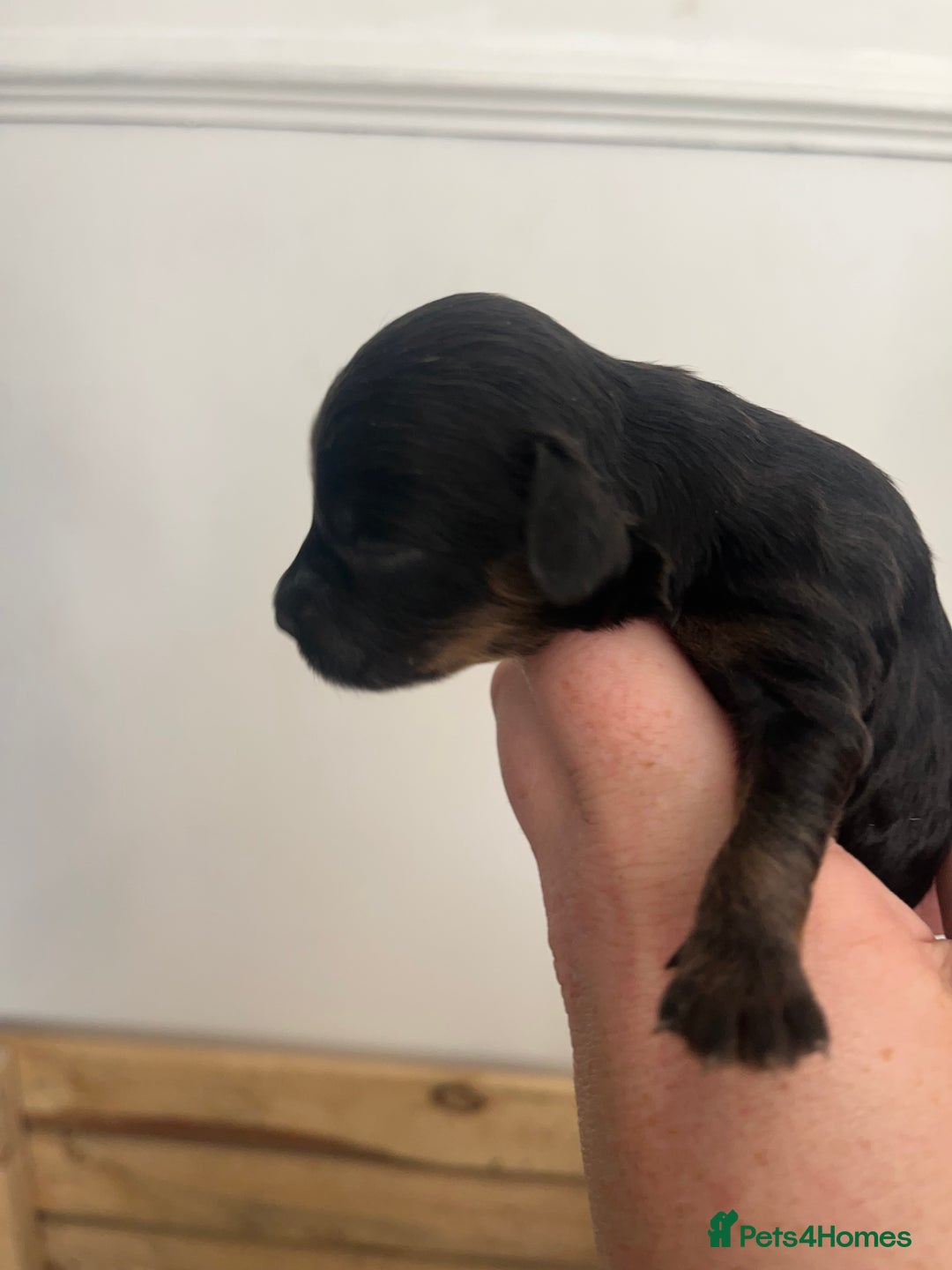 Cockapoo dogs for sale: Cockapoo Puppies - Image 3