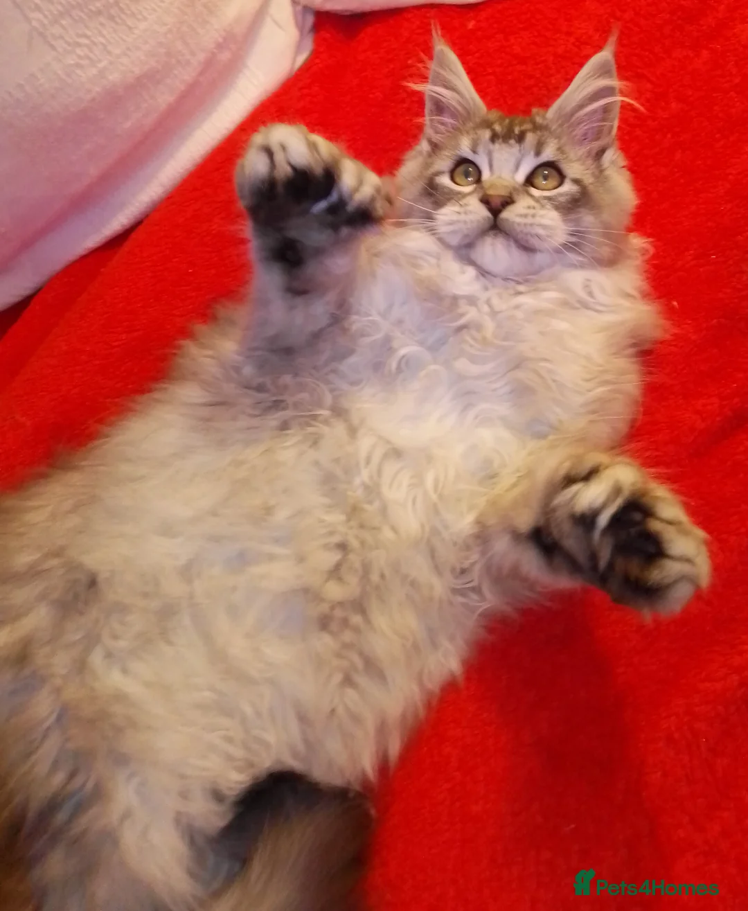 Maine Coon cats for sale: POLYDACTYL large TICA boy - collect S.WALES/SURREY - Advert 9