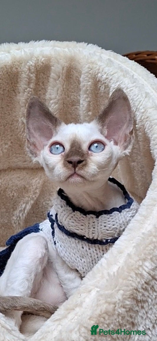 Devon Rex cats  Girl - FIFE- price includes sterilization - Advert 7
