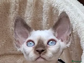 Devon Rex cats Girl - FIFE- price includes sterilization - Advert 5