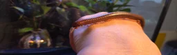 Millipedes invertebrates for sale: Burmese Beauty millipedes  - Advert 6