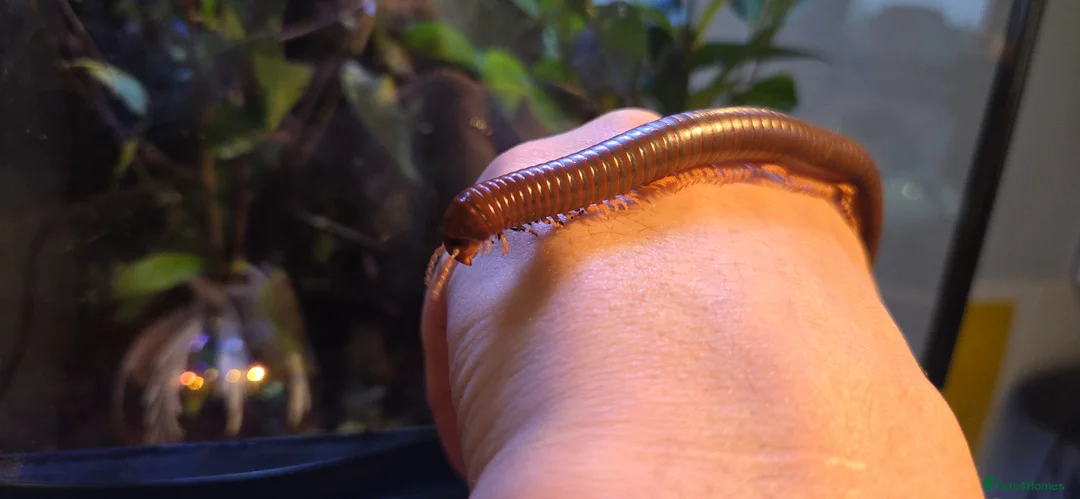 Millipedes invertebrates for sale: Burmese Beauty millipedes  - Advert 6