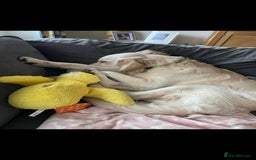 Golden Retriever dogs for sale: Golden retriever 10 months old - Advert 5