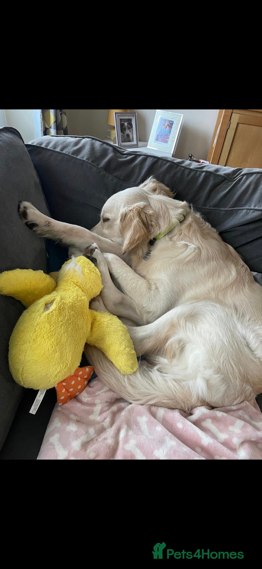 Golden Retriever dogs for sale: Golden retriever 10 months old - Advert 5