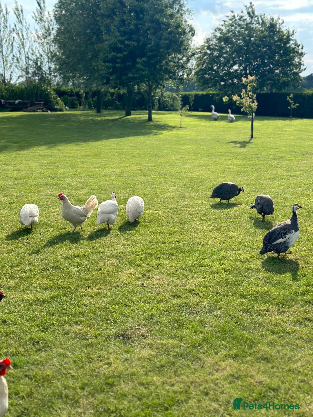 Guinea Fowl poultry for sale: All Colour Guinea Fowls Hatching eggs  - Advert 3