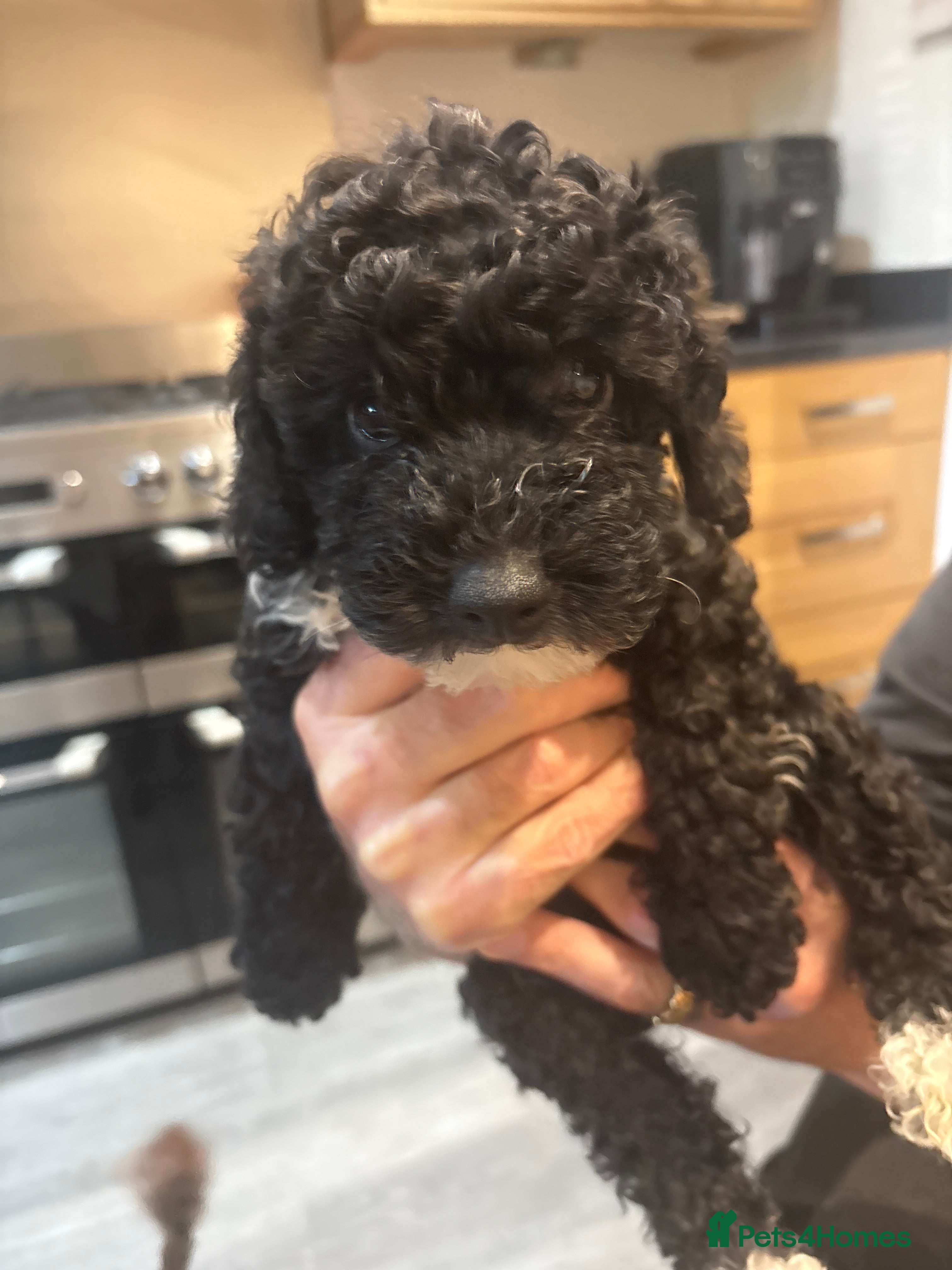 Toy Poodle dogs Stunning toy poodles  - Advert 2
