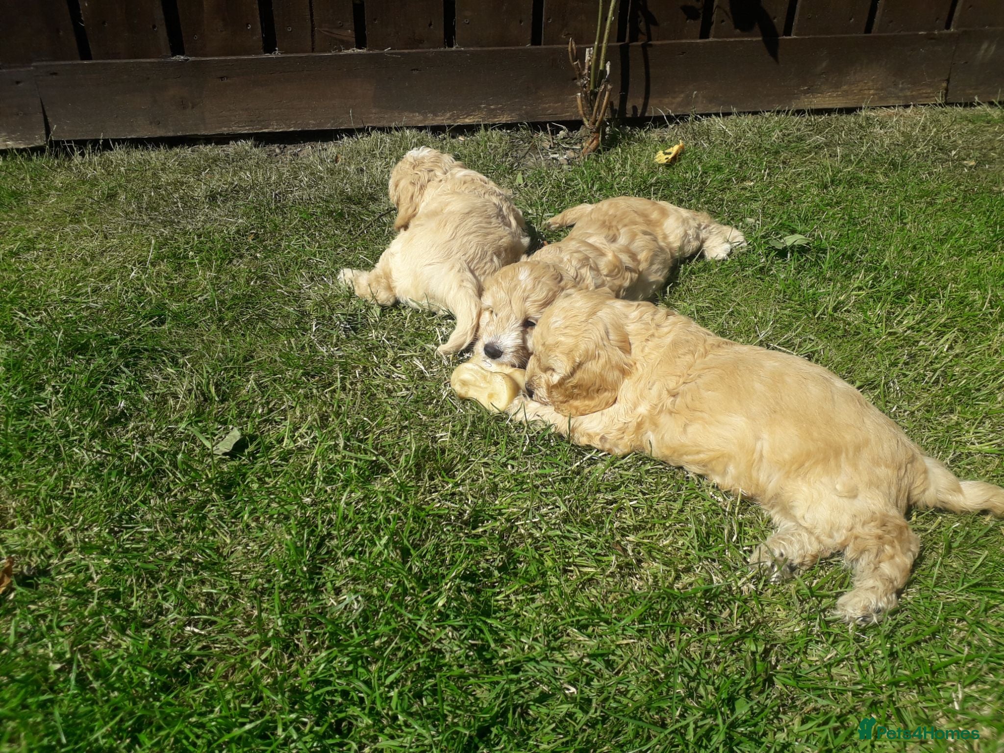 Cockapoo dogs Cockerpoo puppies. F1. 5 boy 2 girls lemon /black  - Advert 2