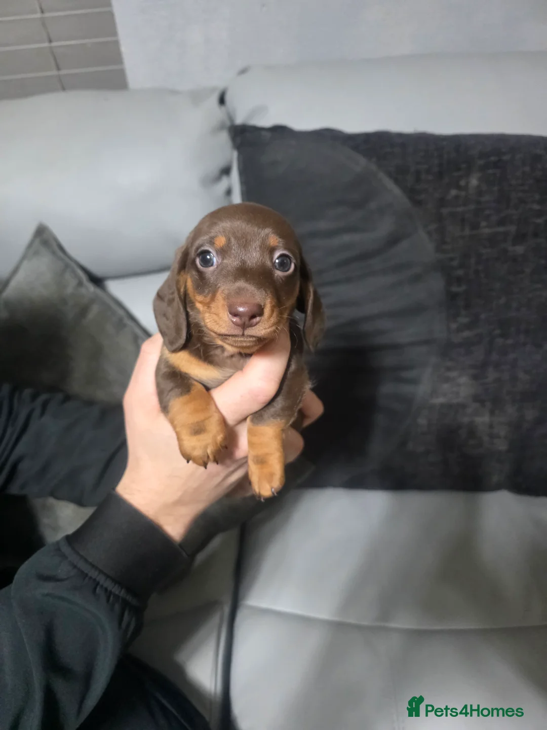 Miniature Dachshund dogs for sale: Miniture Daschunds (Kaninchens) - Advert 5
