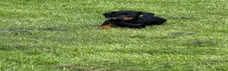 Miniature Dachshund dogs for sale: Beautiful KC registered Miniature Dachshund pup  - Advert 6