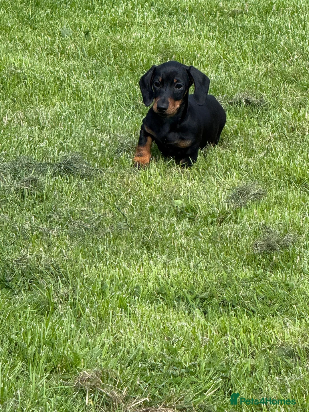 Miniature Dachshund dogs for sale: Beautiful KC registered Miniature Dachshund pup  - Advert 6