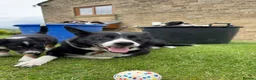 Border Collie dogs for sale: 4 Border Collie ISDS Registered Pups for Sale - Advert 3
