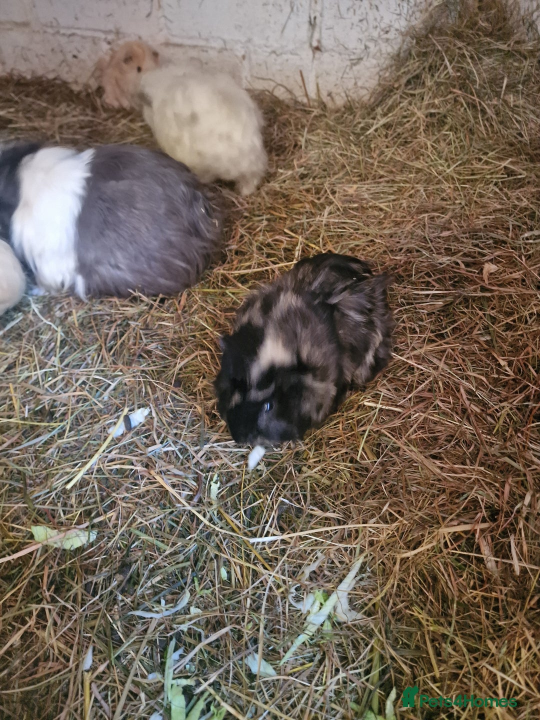 Guinea Pig rodents for sale: guinea pigs available  - Advert 9