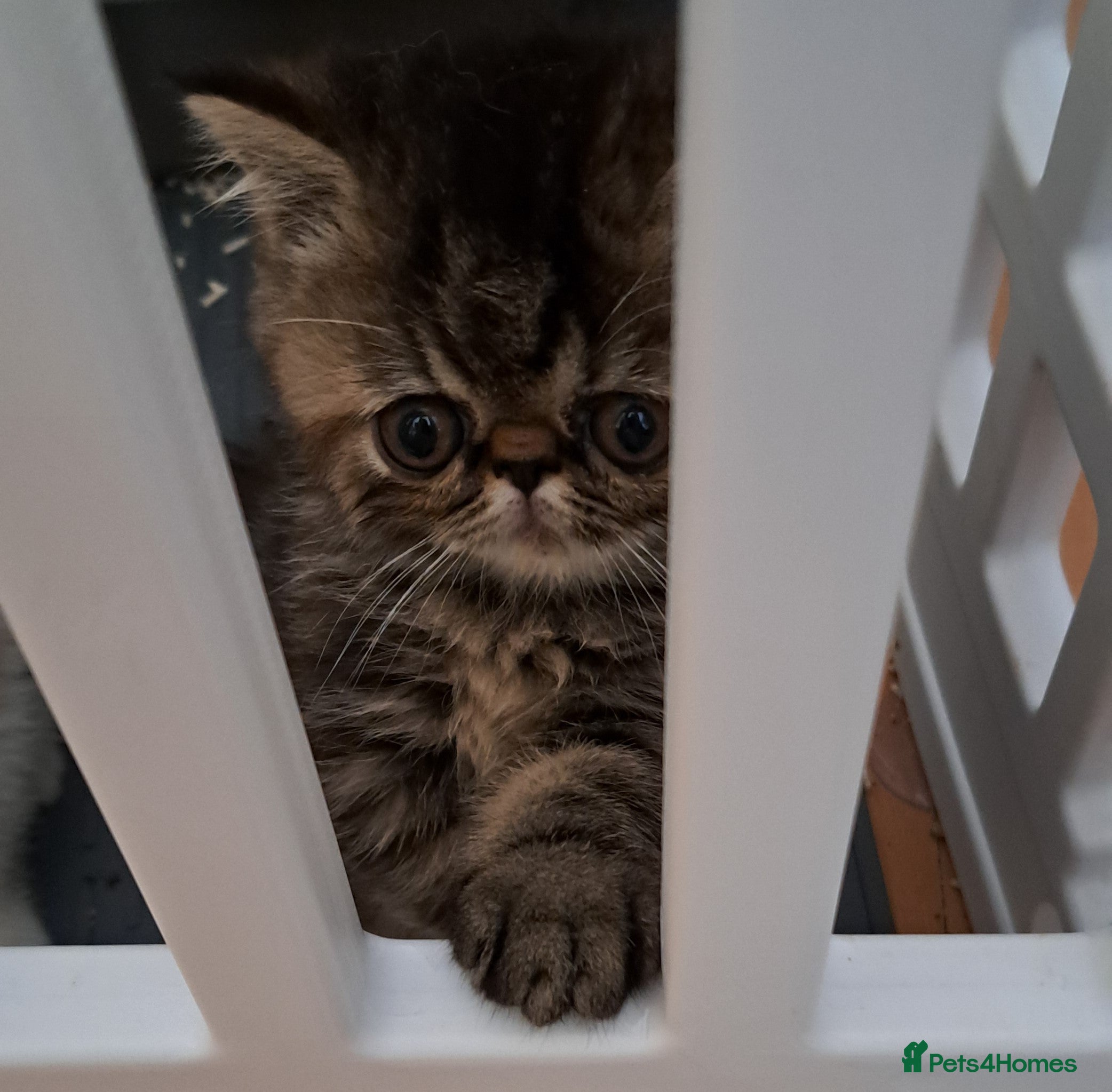 Exotic cats for sale: Gorgeous Exotic kittens in Leigh-on-Sea - Advert 3