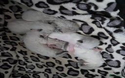 Ragdoll cats for sale: Ragdoll kittens😻🩵💜4 Girls and 1 Boy🙀 - Image 8