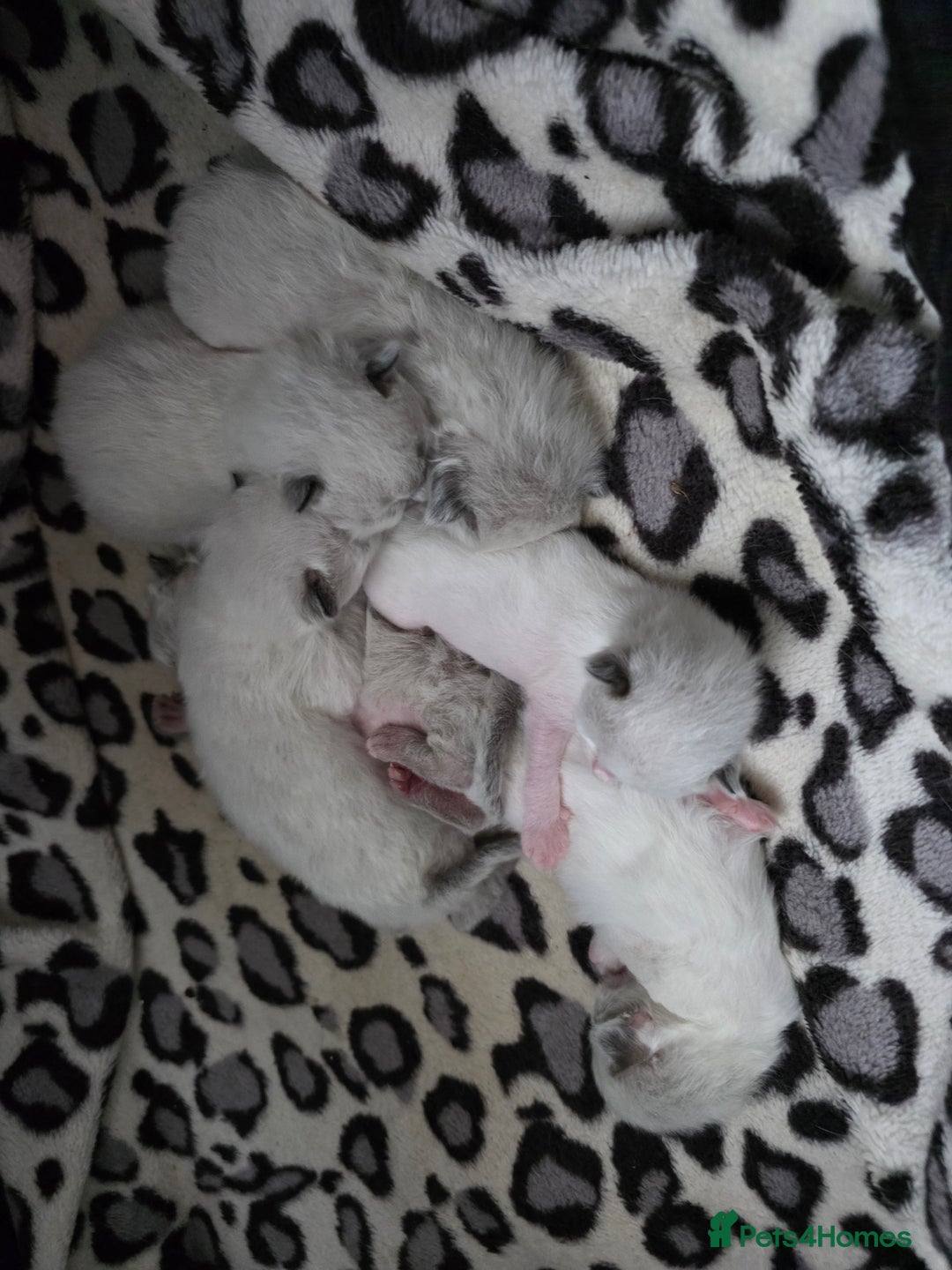 Ragdoll cats for sale: Ragdoll kittens😻🩵💜4 Girls and 1 Boy🙀 - Image 8