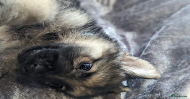 German Shepherd dogs - Advert 2