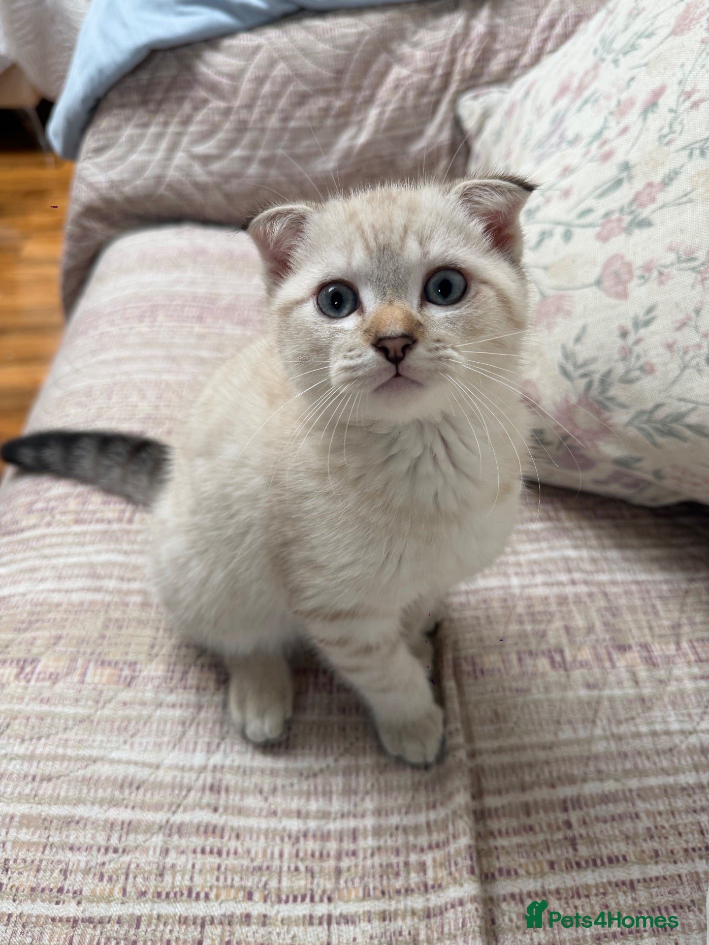Scottish Fold cats Scottish Fold kitten  - Advert 1