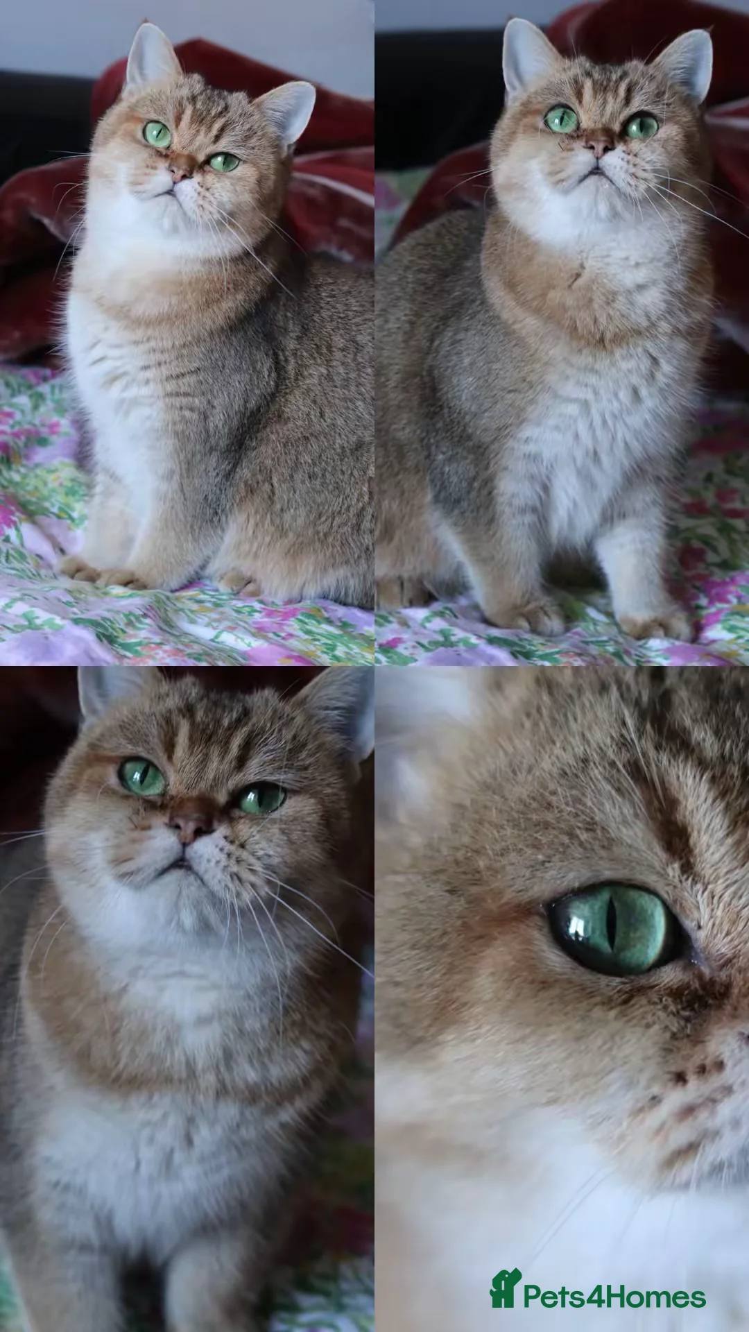 British Shorthair cats for sale: 🌟 Stunning Golden Queen–TICA ACTIVE Registered 🌟 - Advert 2