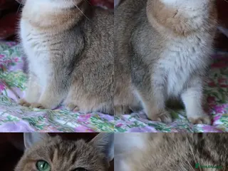 British Shorthair cats 🌟 Stunning Golden Queen–TICA ACTIVE Registered 🌟 - Advert 2