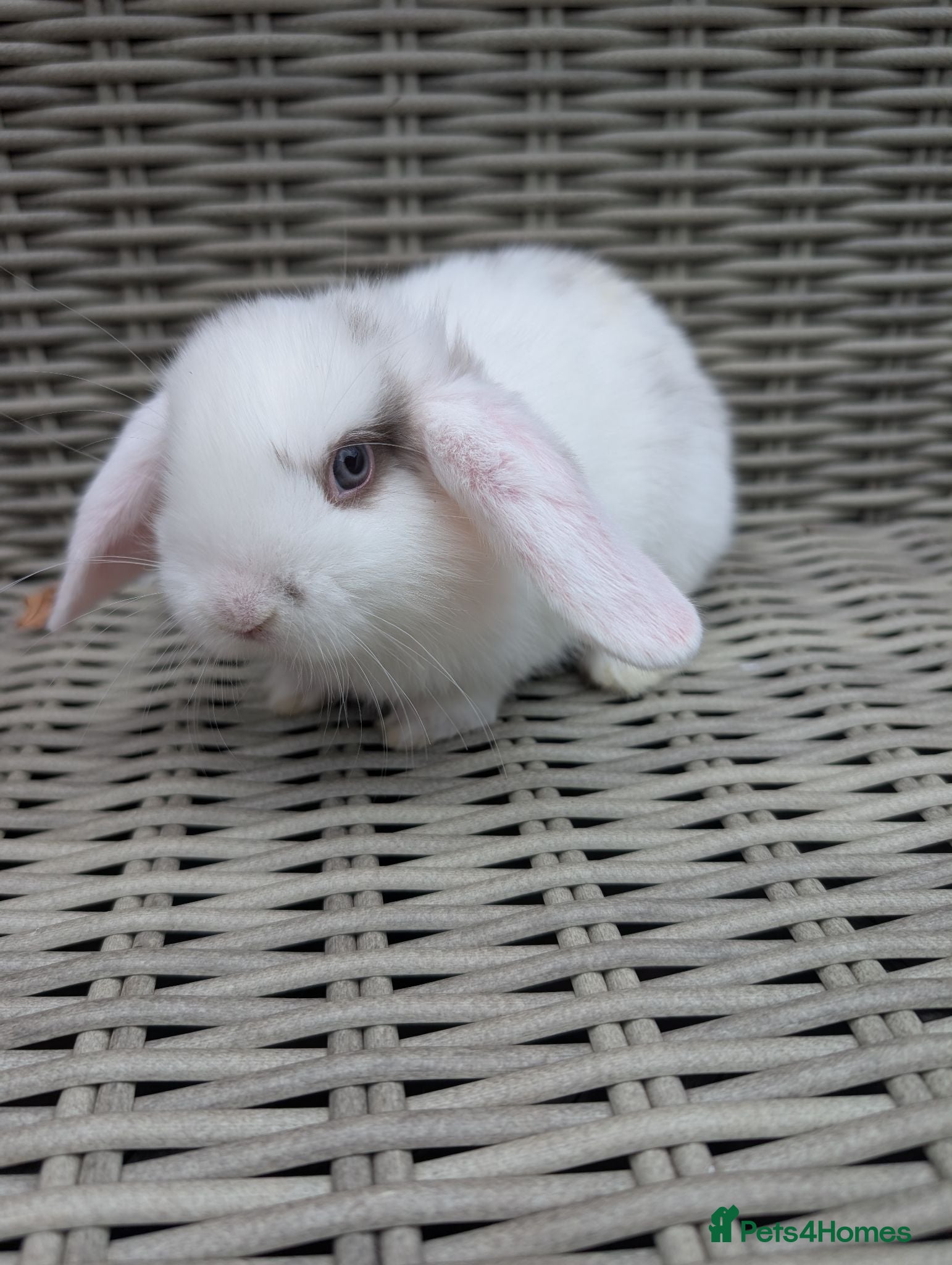 Mini Lop rabbits ❤️mini lop babies ❤️  - Advert 23