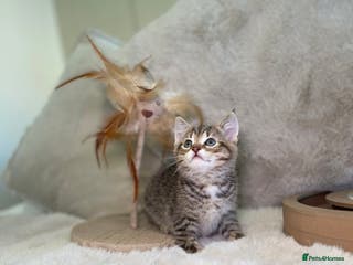 Mixed Breed cats Stunning kittens ready now - Advert 1