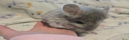 Chinchilla rodents for sale: Gorgeous Tan Royal Persian Angora Poss VC/BDC - Advert 22