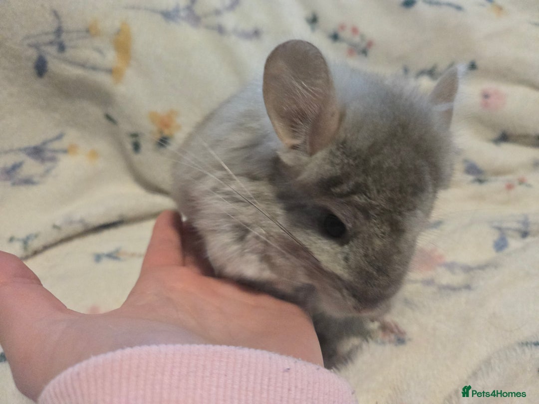 Chinchilla rodents for sale: Gorgeous Tan Royal Persian Angora Poss VC/BDC - Advert 22