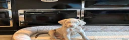 Weimaraner dogs for sale: Ready to go Weimaraner puppies KC registered - Advert 29