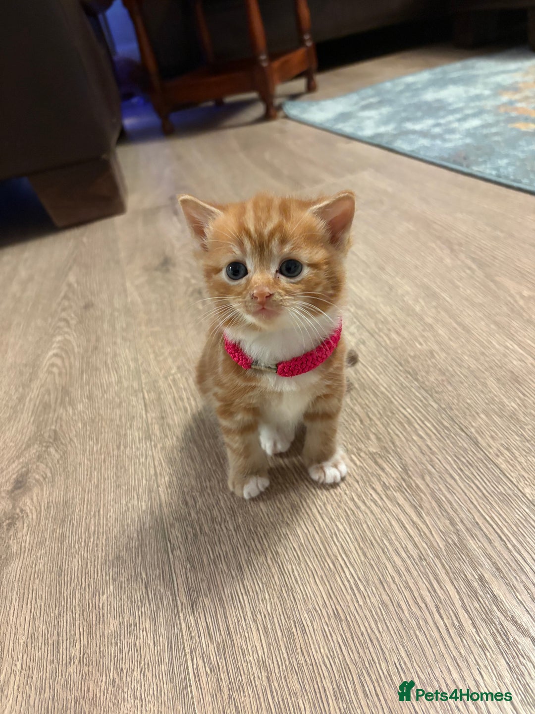 Mixed Breed cats for sale: Now Reserved Beautiful Ginger Male Kitten 4 weeks - Advert 3