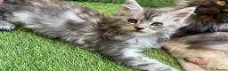 Maine Coon cats for sale: 9 Beautiful Maine Coon Kittens CHAMPION BLOOD LINE - Advert 2