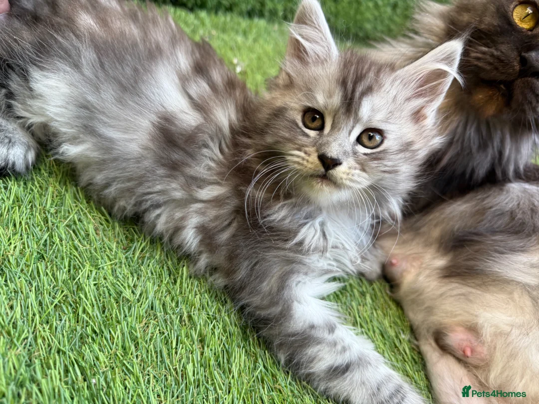 Maine Coon cats for sale: 9 Beautiful Maine Coon Kittens CHAMPION BLOOD LINE - Advert 2