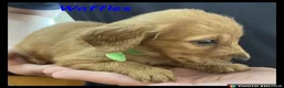 Miniature Dachshund dogs for sale: Miniature Dachshund puppies ⭐⭐ - Advert 15