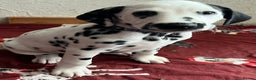 Dalmatian dogs for sale: Stunning Dalmatian puppies KC reg show winners - Advert 23