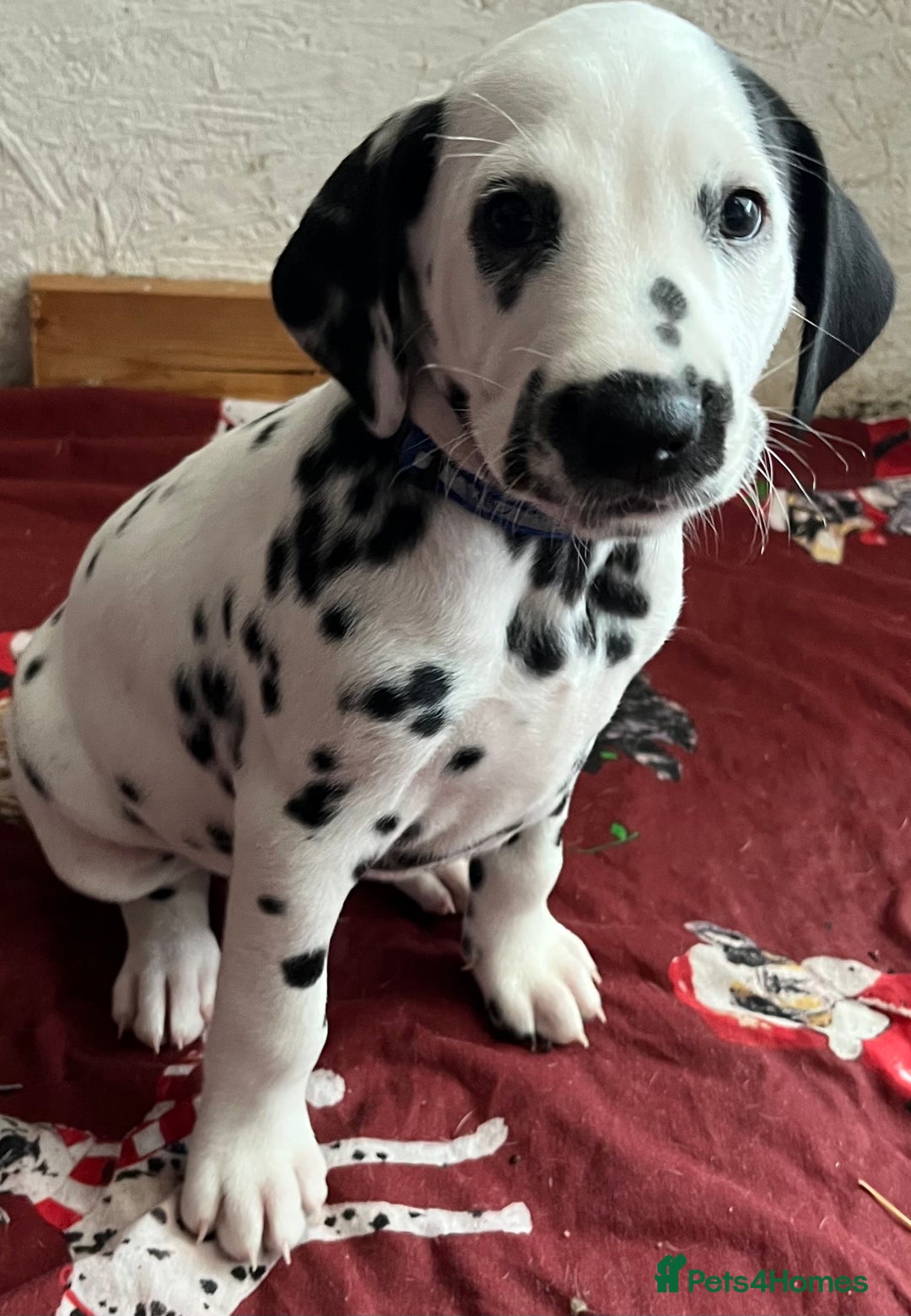 Dalmatian dogs for sale: Stunning Dalmatian puppies KC reg show winners - Advert 23
