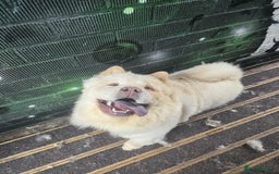 Chow Chow dogs for sale: Chow Chow Male 9.5 months old - Image 2