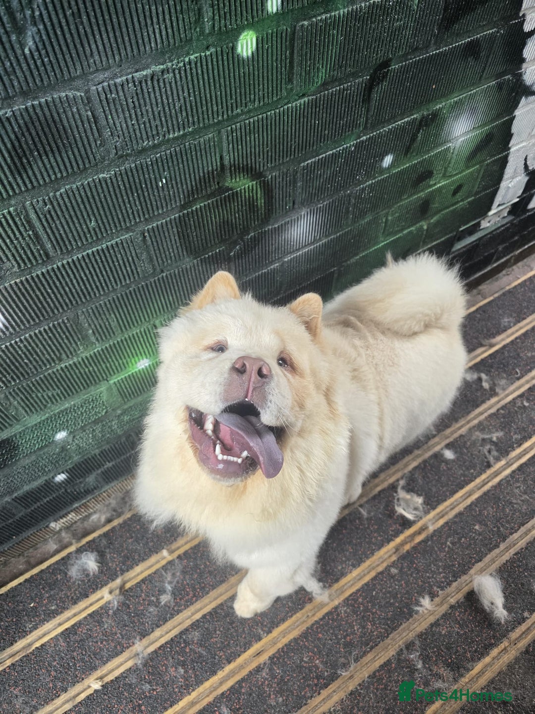 Chow Chow dogs for sale: Chow Chow Male 9.5 months old - Image 2