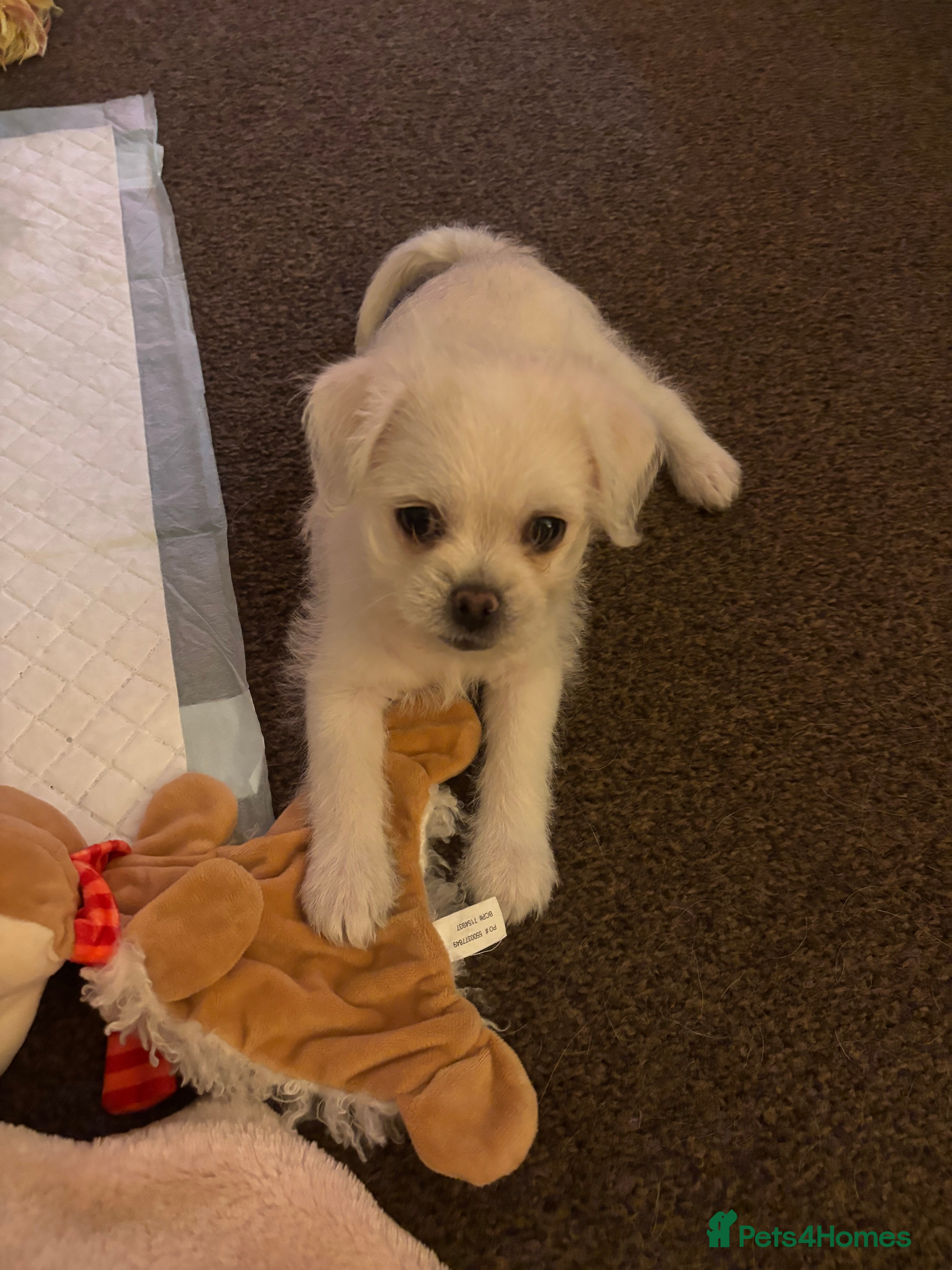 Mixed Breed dogs For Sale pug x bichon frise female  - Advert 8